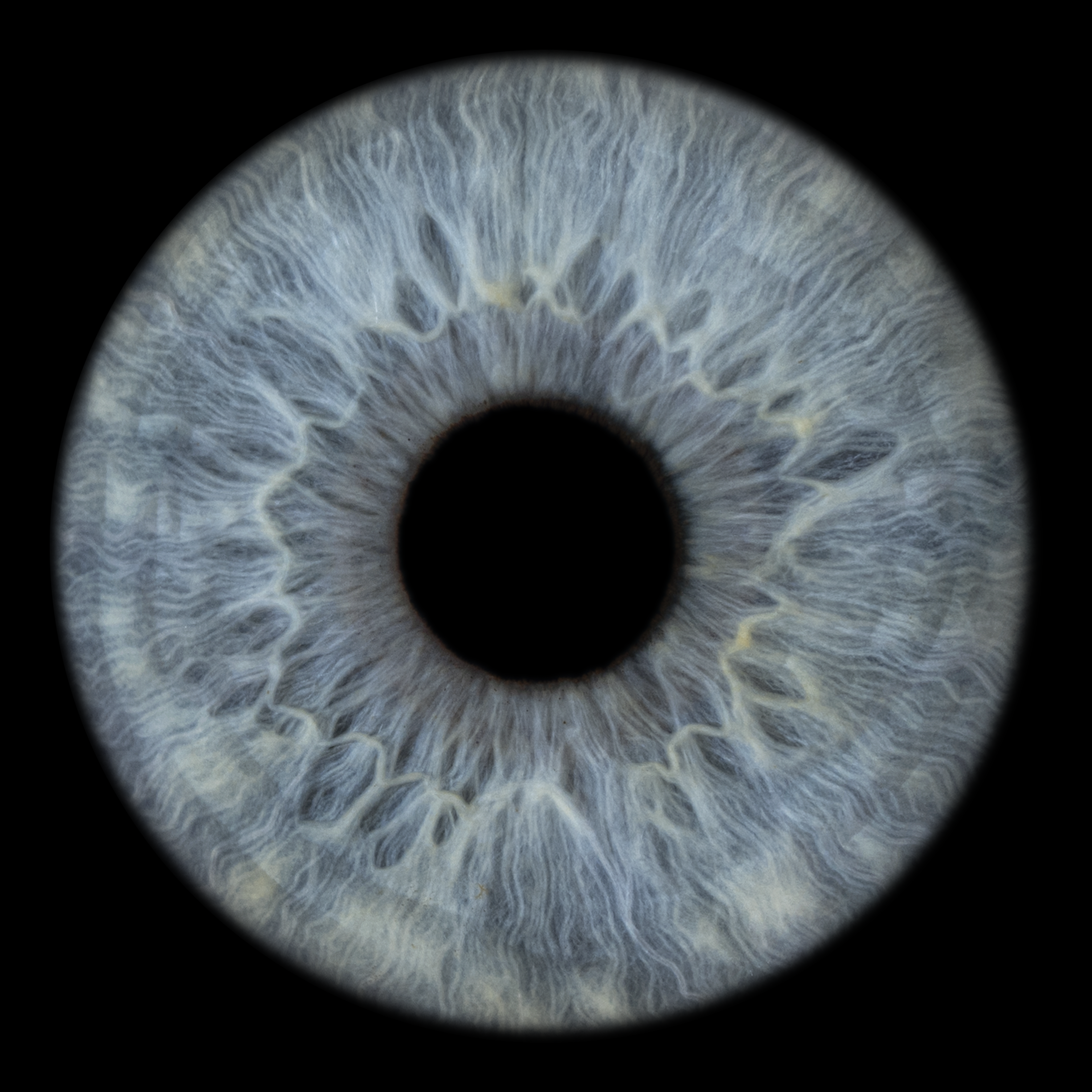 A blue iris portrait by Sol Iris Photography