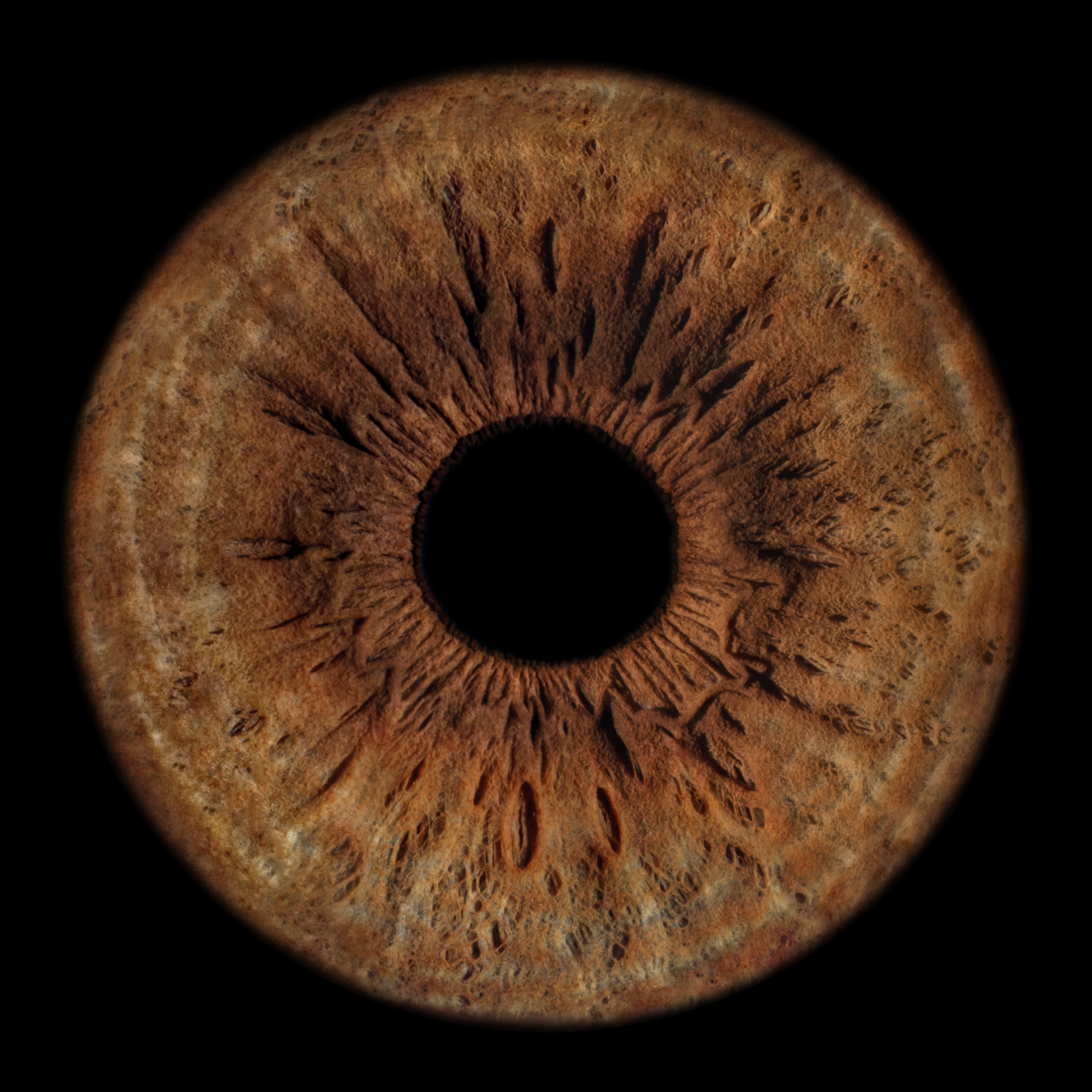 A brown iris portrait by Sol Iris Photography